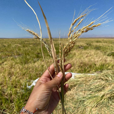 karacadag-pirinci-1-kg - HB-293