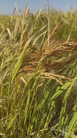 karacadag-pirinci-1-kg - HB-138