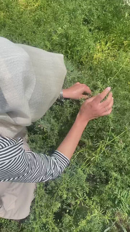 diyarbakir-mercimegi-1kg - HB-255